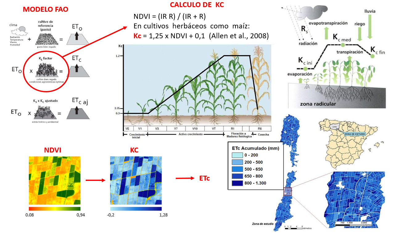 Schéma de calcul de Kc chez les plantes herbacées utilisant le modèle d'Allen et l'ET dérivée