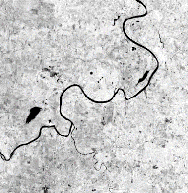 NDVI tipificado - escala de grises