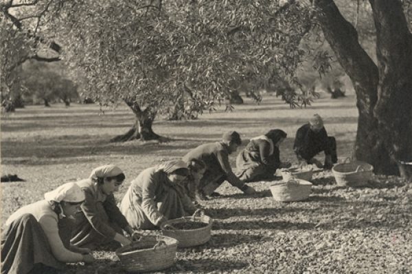 Mujeres sembrando un campo