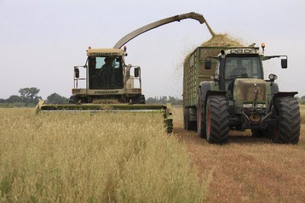 Tractor recolectando trigo